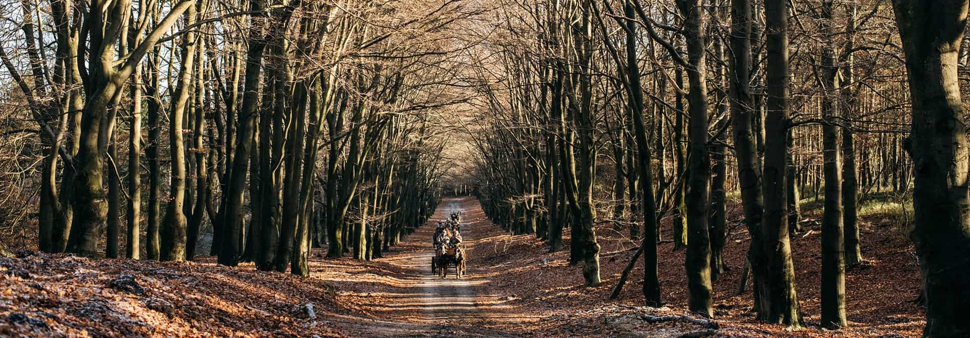 cantharel-outdoor-header